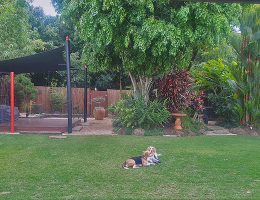Cairns Dog Friendly Garden Landscaping
