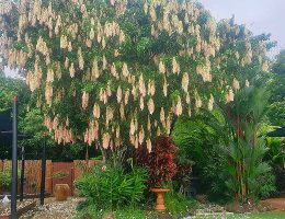 Gardening Services Cairns