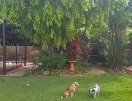 Cairns Dog Friendly Garden Landscaping