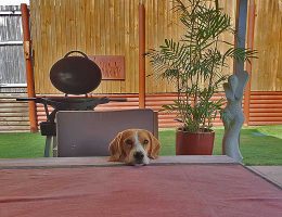 Cairns Dog Friendly Garden Landscaping