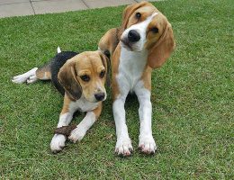 Cairns Dog Friendly Garden Landscaping