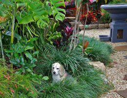 Cairns Dog Friendly Garden Landscaping